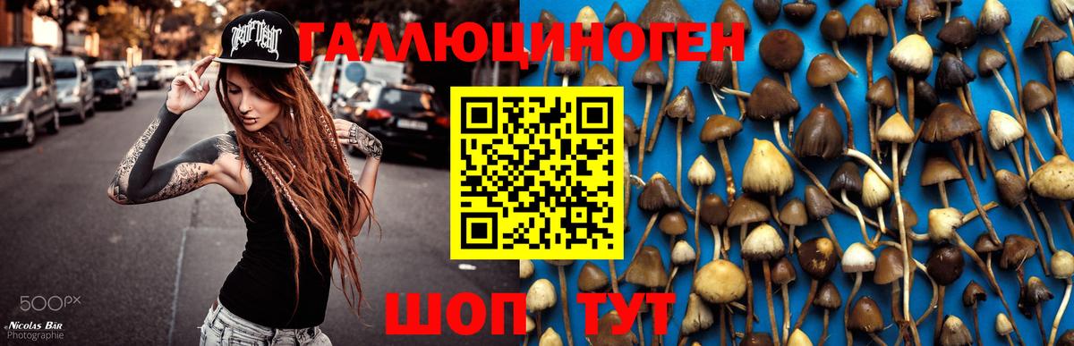 Комсомольск-на-Амуре  Псилоцибиновые грибы прущие грибы  Вход с VPN 